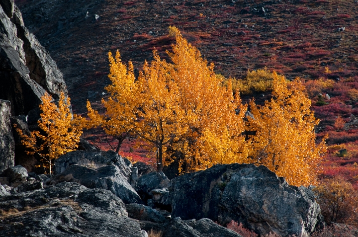 Aspens 5878.jpg
